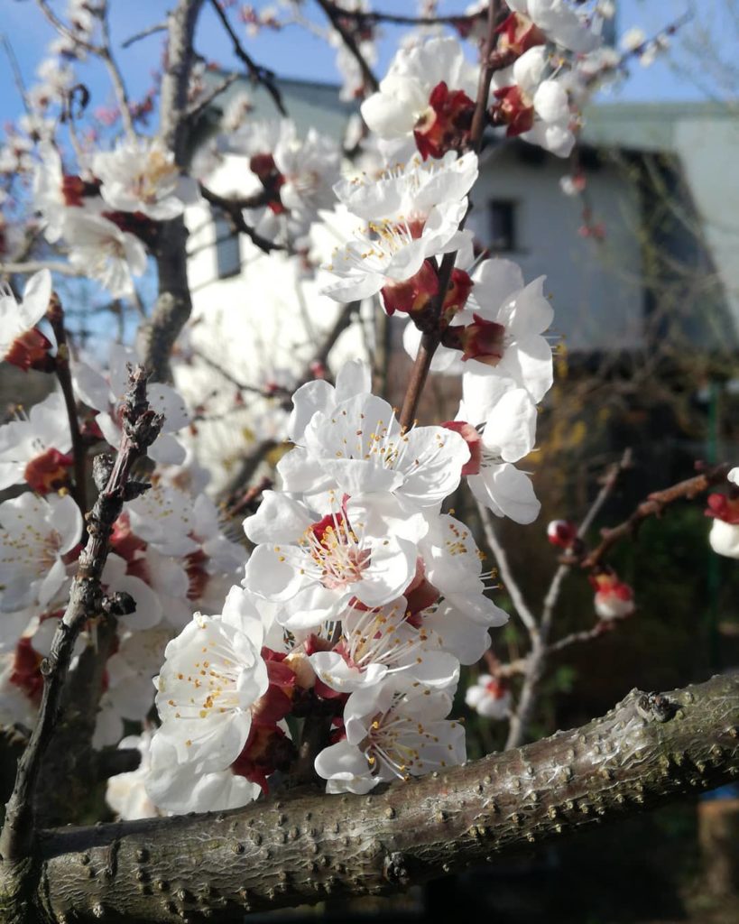 Marillenblüten